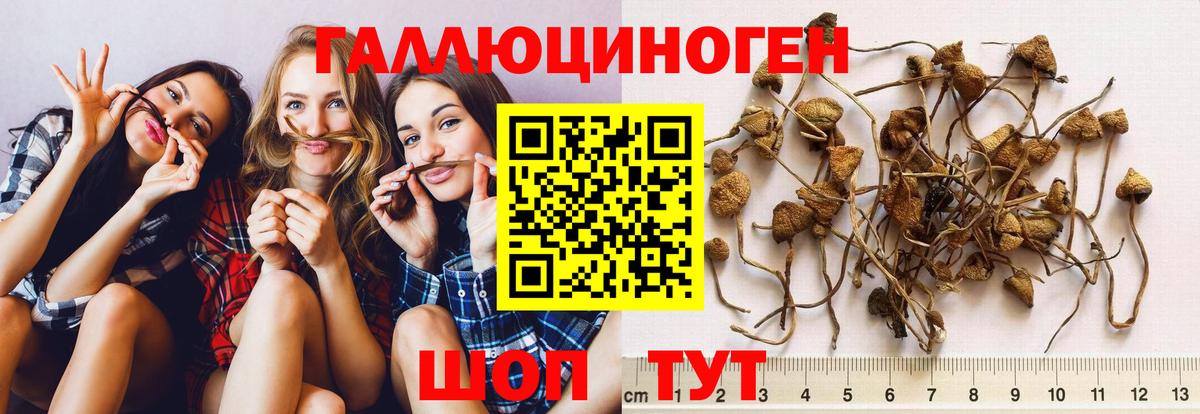 Псилоцибиновые грибы Psilocybine cubensis Россошь